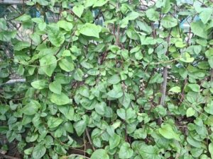 Read more about the article RWA Mauritius: Mauritian Women Safeguard Seeds and Food Security Through Community Demo Sites