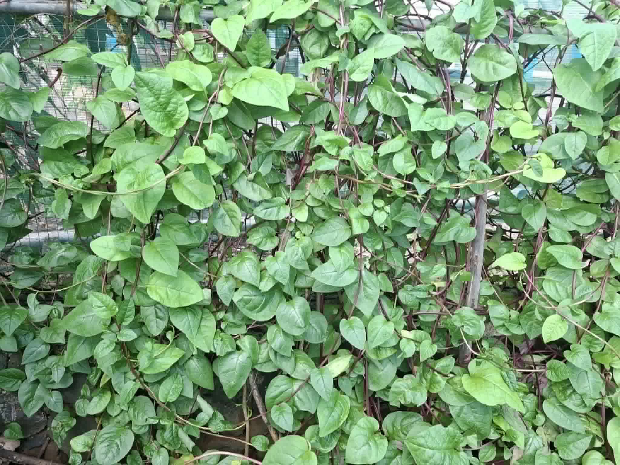 Read more about the article RWA Mauritius: Mauritian Women Safeguard Seeds and Food Security Through Community Demo Sites