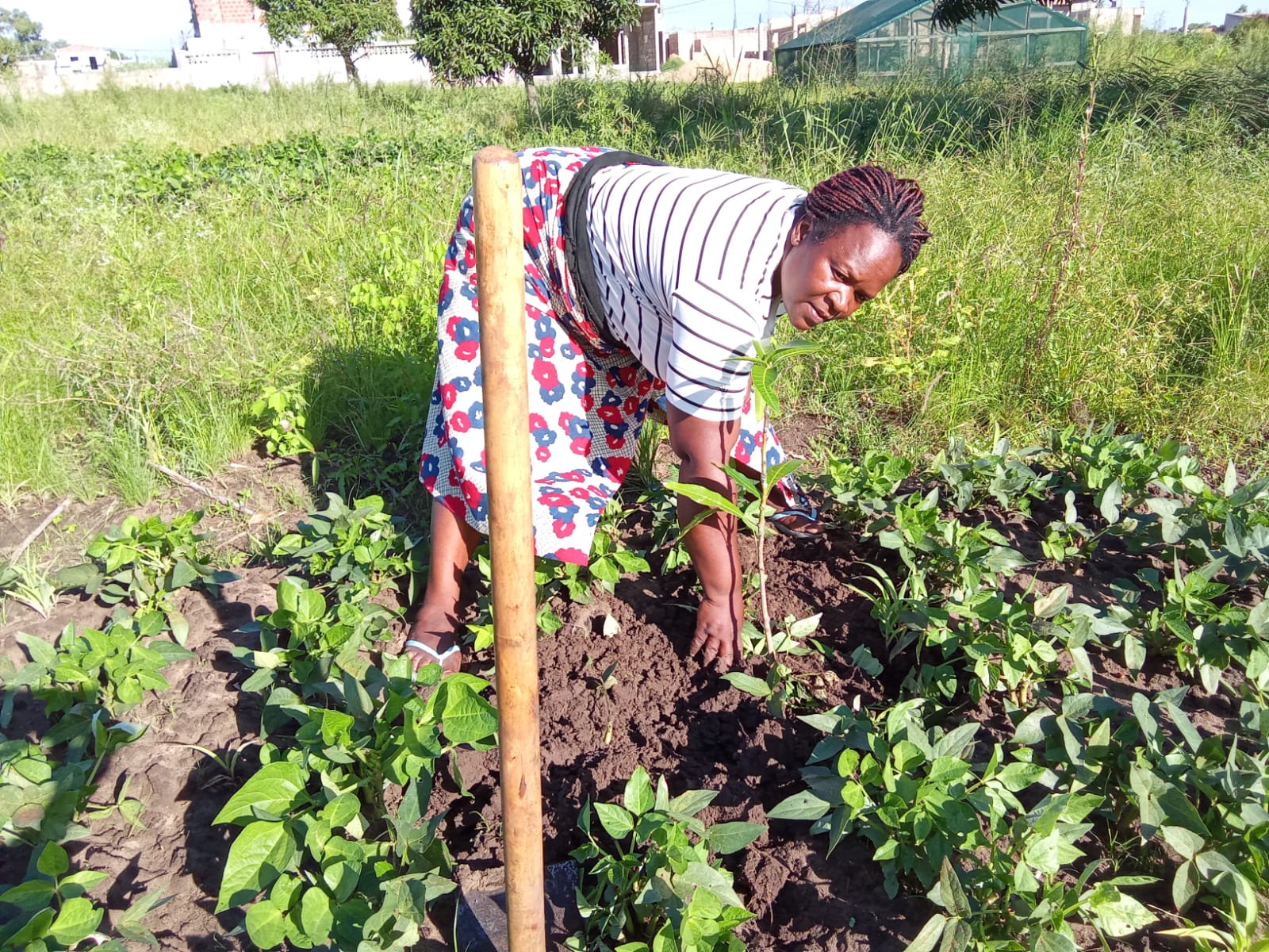 Read more about the article RWA Mozambique: Inocência’s Organic Path to Health, Dignity and Women’s Empowerment