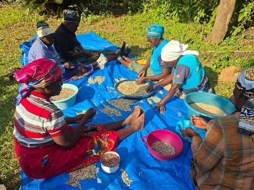 Read more about the article RWA Zimbabwe: Seeds of Resilience: Rural Women Protecting the Future Through Seed Saving and Seed Banks