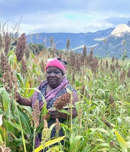 Read more about the article RWA Zimbabwe: Agroecology is the Answer: Gogo Diana Sedze Leading the Way in Nyanga