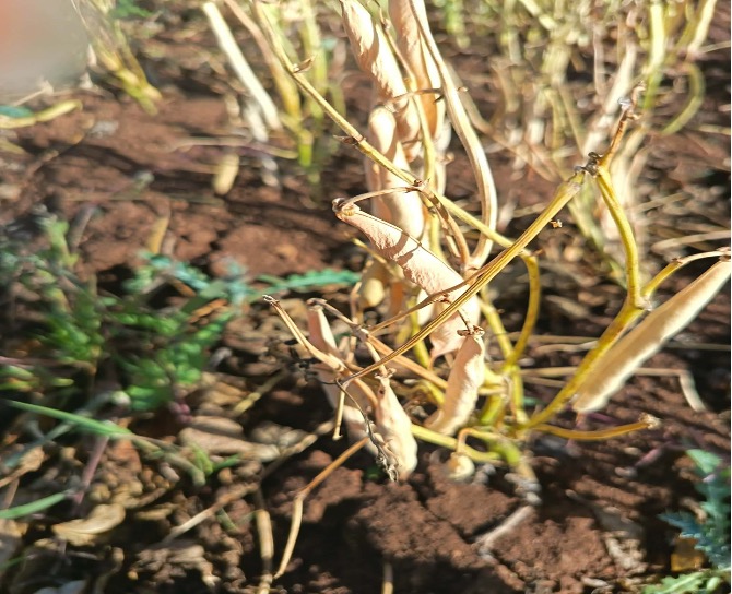 You are currently viewing RWA Mauritius: The Red Bean Harvest in Rodrigues
