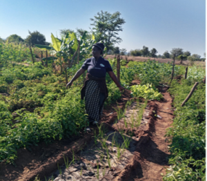 Read more about the article RWA Zimbabwe – She Multiplies What She Gets