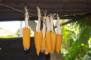 Read more about the article RWA Mauritius: The Maize Fields of Rodrigues: Seeds of Food Sovereignty