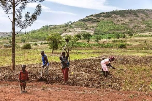 Read more about the article RWA Zambia: Traditional farming in a changing climate: Why rural farmers need more training